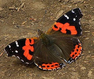 Canary Red Admiral - Vanessa vulcania © Teresa Farino